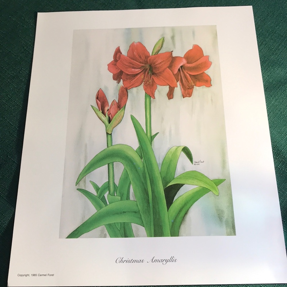 Beautiful 1985 Christmas Amaryllis Print - C.Foret